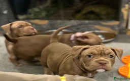 American Bully dogs for sale: Pocket bullies  ready to leave!! (Reduced) - Image 13
