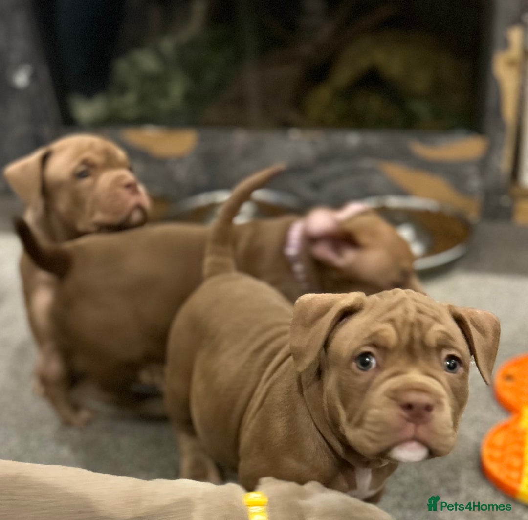 American Bully dogs for sale: Pocket bullies  ready to leave!! (Reduced) - Image 13