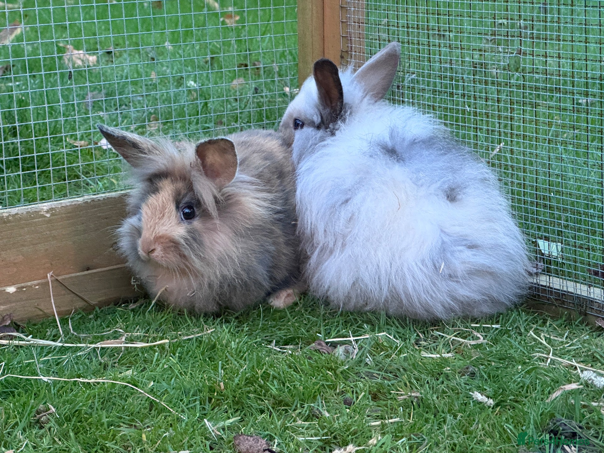 Mini Lion Lop rabbits Mini lion lops! now ready!!!! £25 each - Advert 9