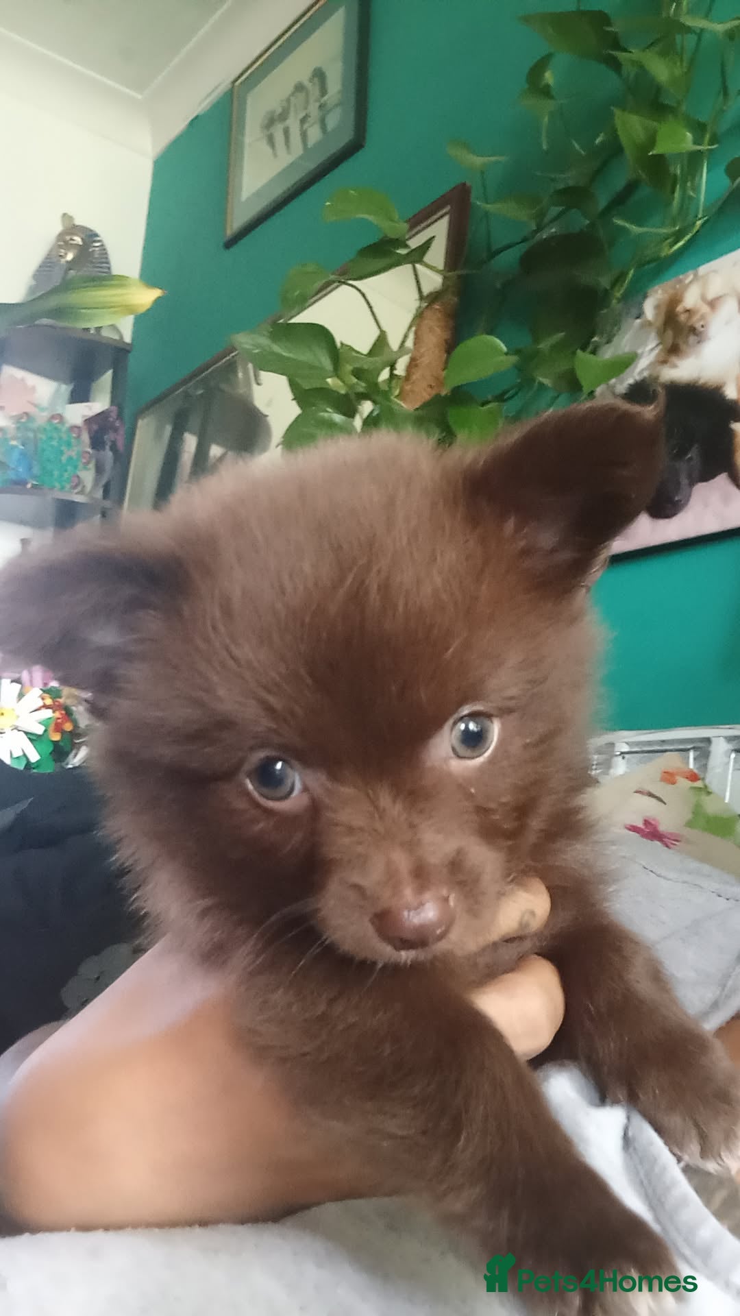 Pomchi dogs for sale: Fluffy Pomeranian Puppies - Image 7