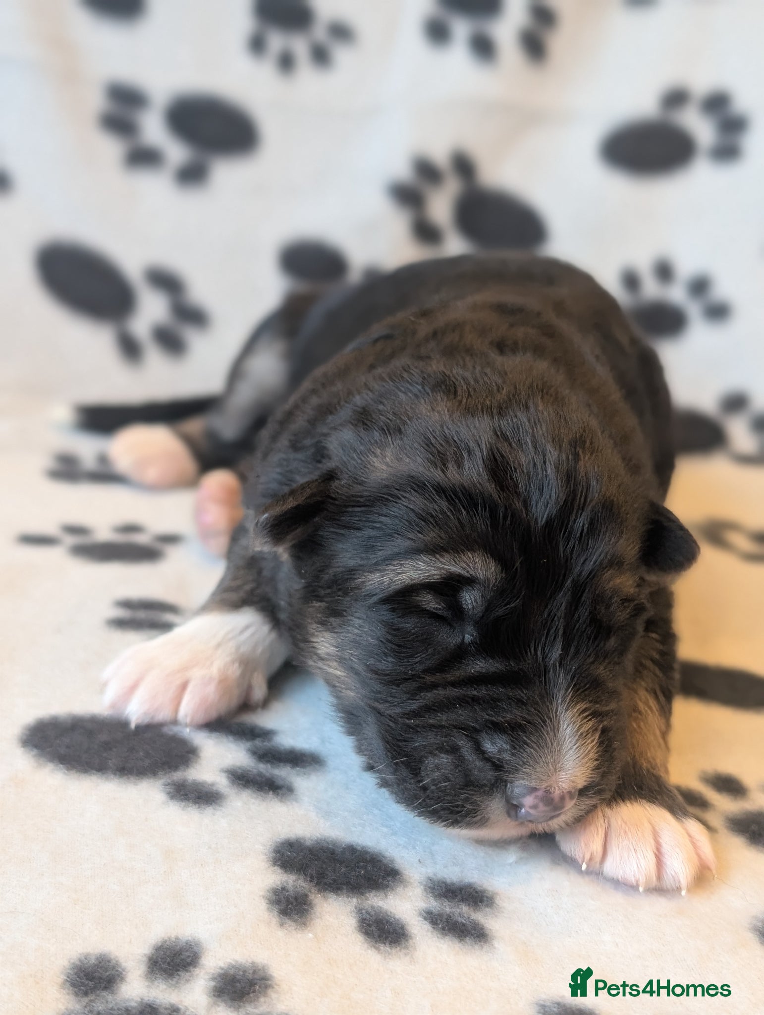 German Shepherd dogs KC Registered German Shepherd Puppies 🐾  - Advert 8