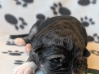 German Shepherd dogs KC Registered German Shepherd Puppies 🐾 - Advert 3