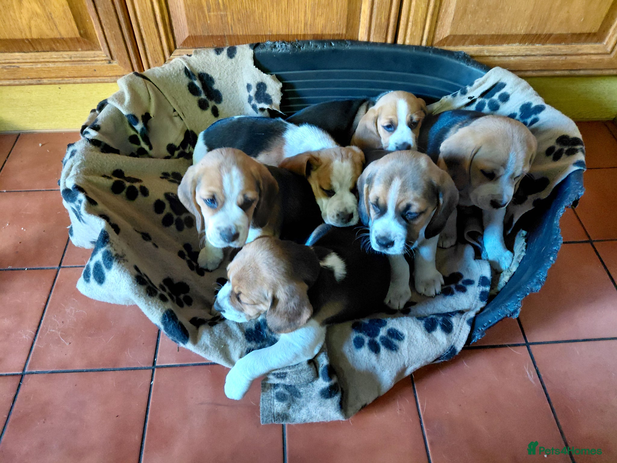 Beagle dogs Beagle puppies  - Advert 10