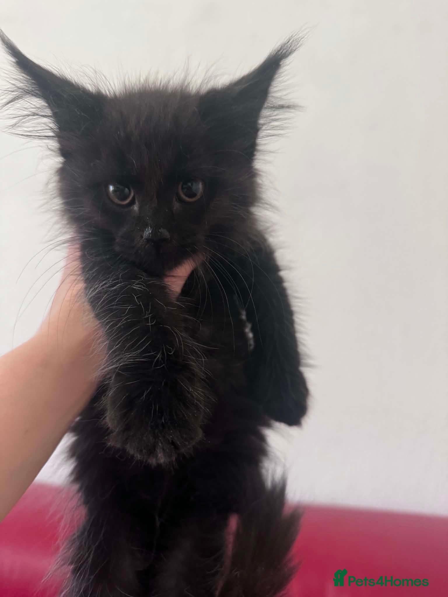 Maine Coon cats Maine Coon active kittens Black smoke female - Advert 2