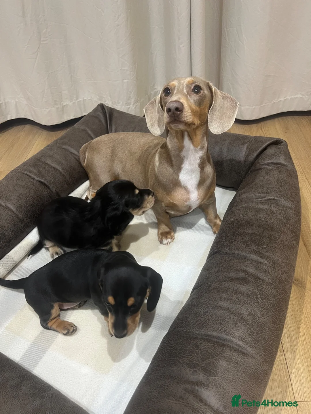 Miniature Dachshund dogs for sale: Stunning Miniature Daschund Puppies - Advert 2