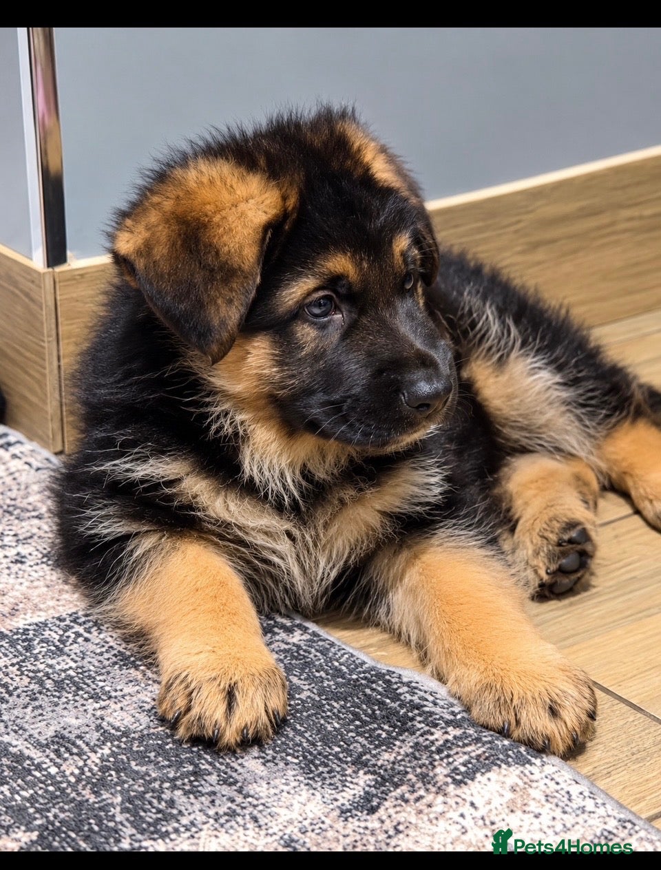 German Shepherd dogs EXCEPTIONAL KC REG GERMAN SHEPHERD PUPPIES - Advert 11