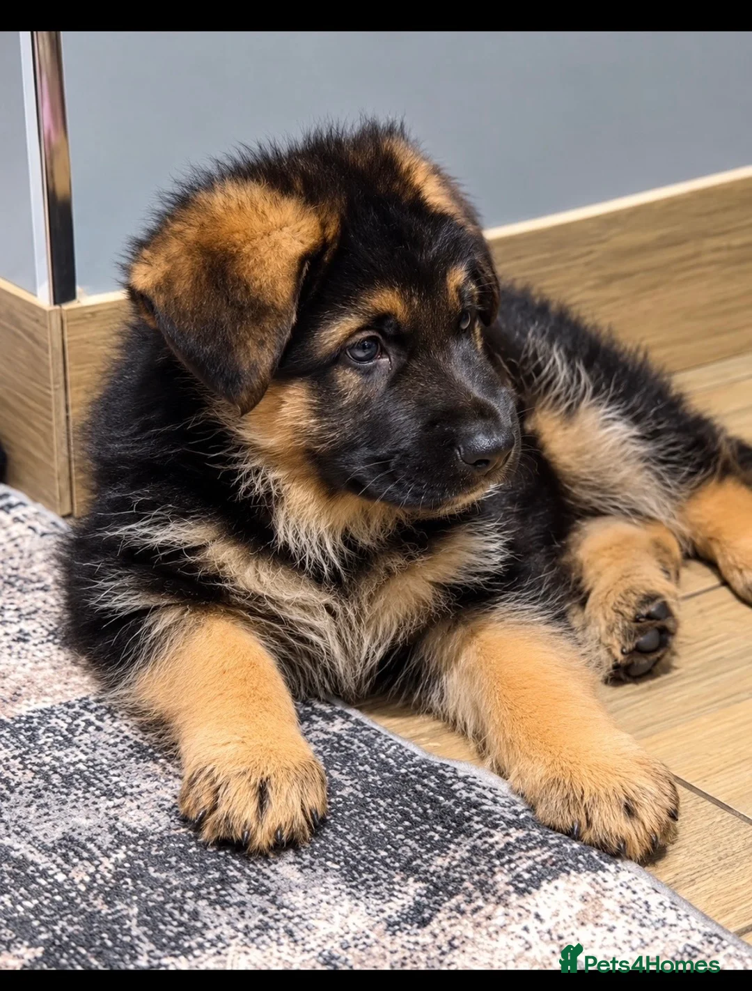German Shepherd dogs for sale: EXCEPTIONAL KC REG GERMAN SHEPHERD PUPPIES - Advert 1