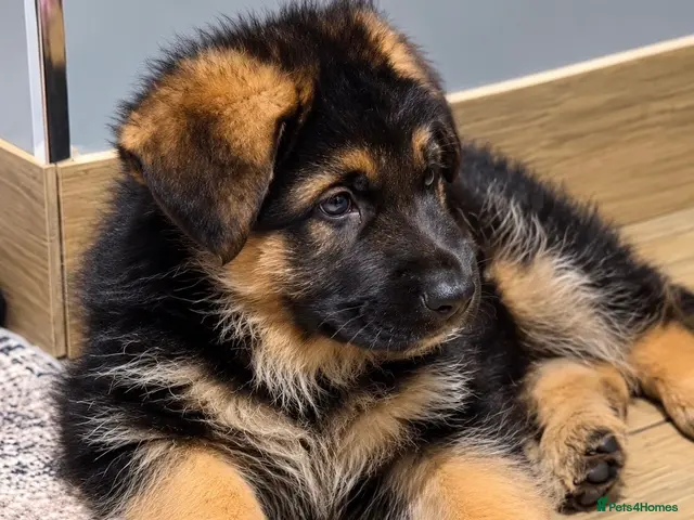 German Shepherd dogs EXCEPTIONAL KC REG GERMAN SHEPHERD PUPPIES - Advert 6