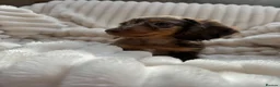 Miniature Dachshund dogs for sale: Fabulous Litter of Long haired dachshund puppies  - Advert 7