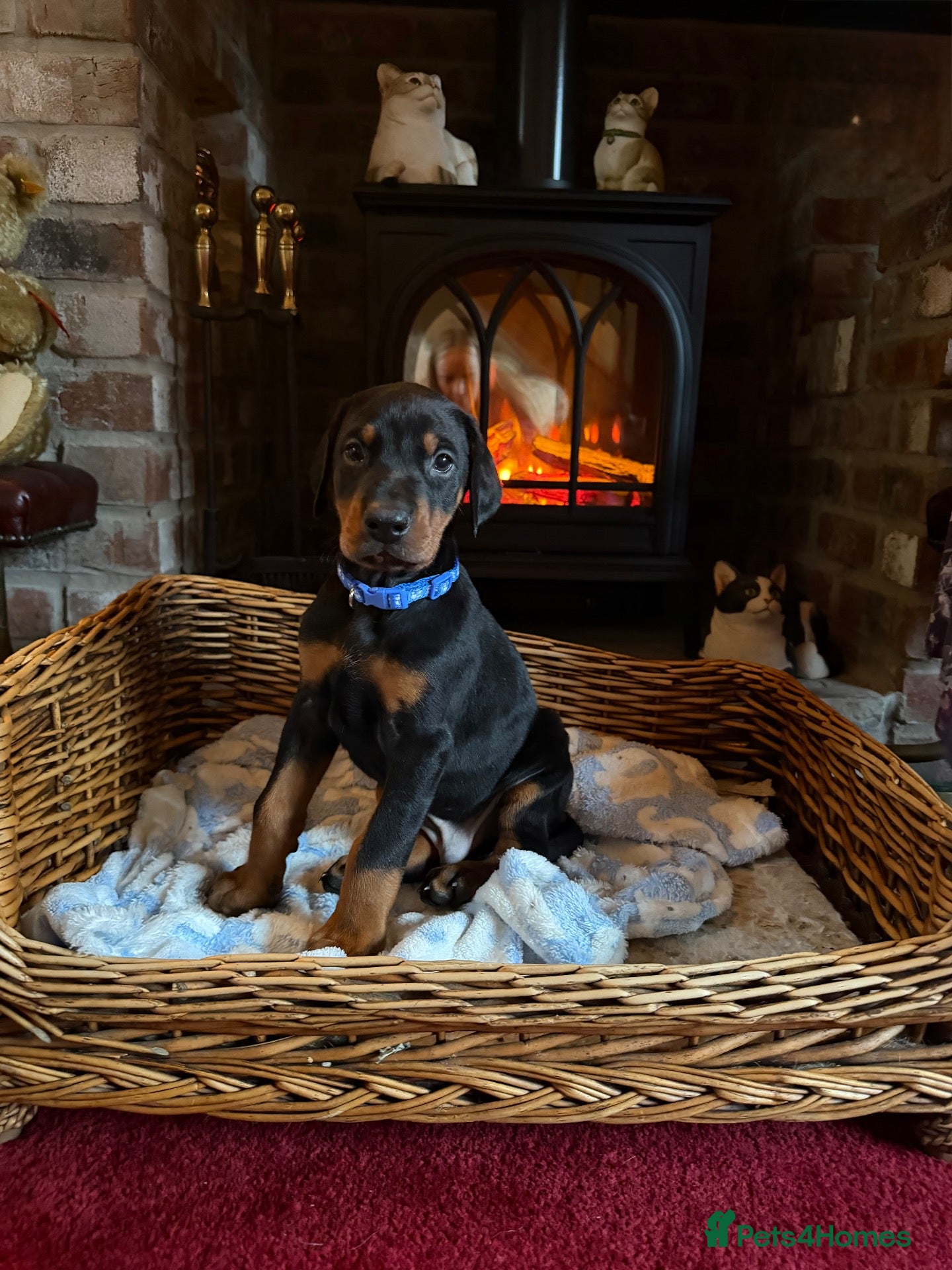 Dobermann dogs for sale: 8 stunning Doberman puppies  - Advert 1