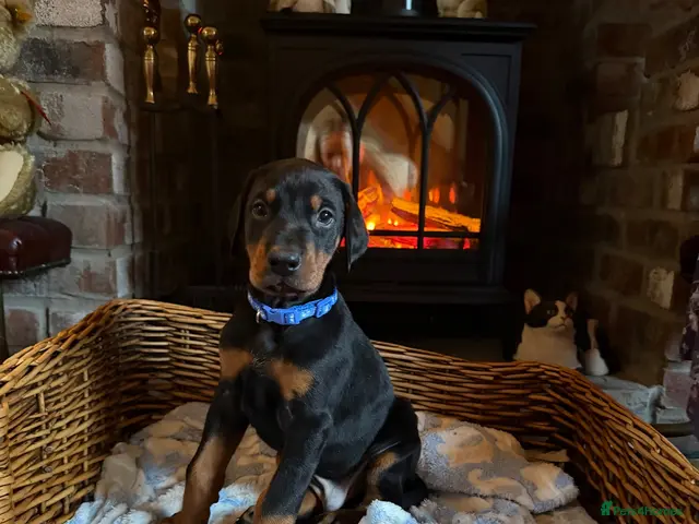 Dobermann dogs for sale: 8 stunning Doberman puppies - Advert 1