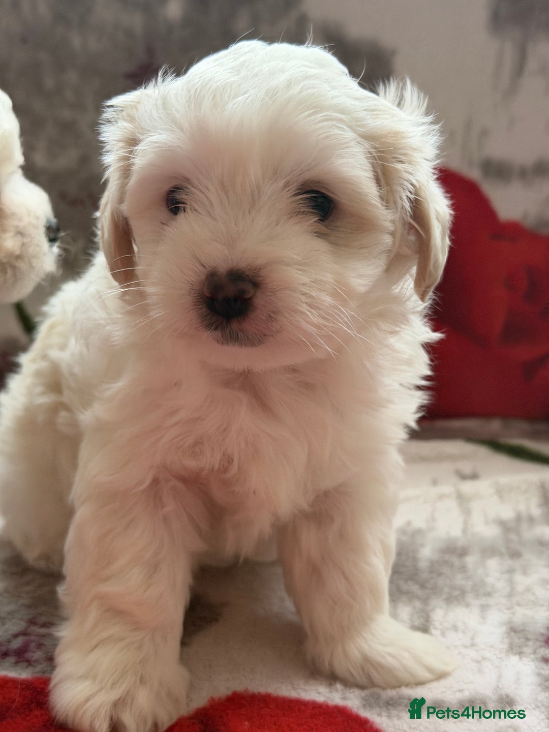 Bichon Frise dogs for sale: KC Registered Pedigree Bichon Frise Puppies - Advert 24