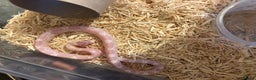 Corn Snake reptiles for sale: Baby corn snakes, snows, anery and amel - Advert 3