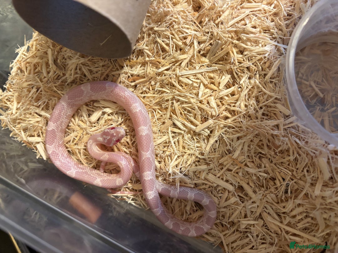 Corn Snake reptiles for sale: Baby corn snakes, snows, anery and amel - Advert 3