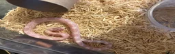 Corn Snake reptiles for sale: Baby corn snakes, snows and anery. - Advert 4
