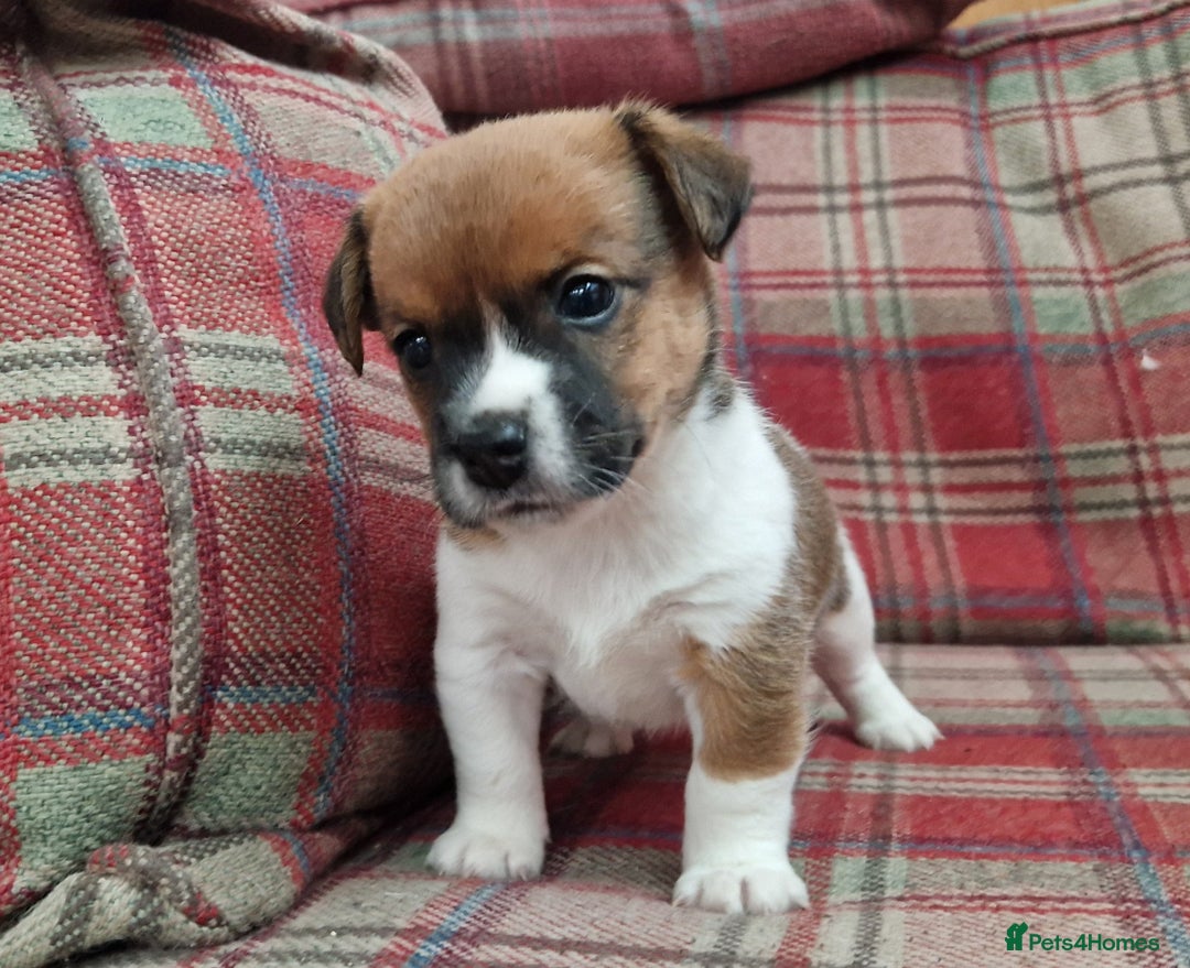 Jack Russell dogs for sale: Traditional Jack Russell Pups DNA Health Tested  - Image 10