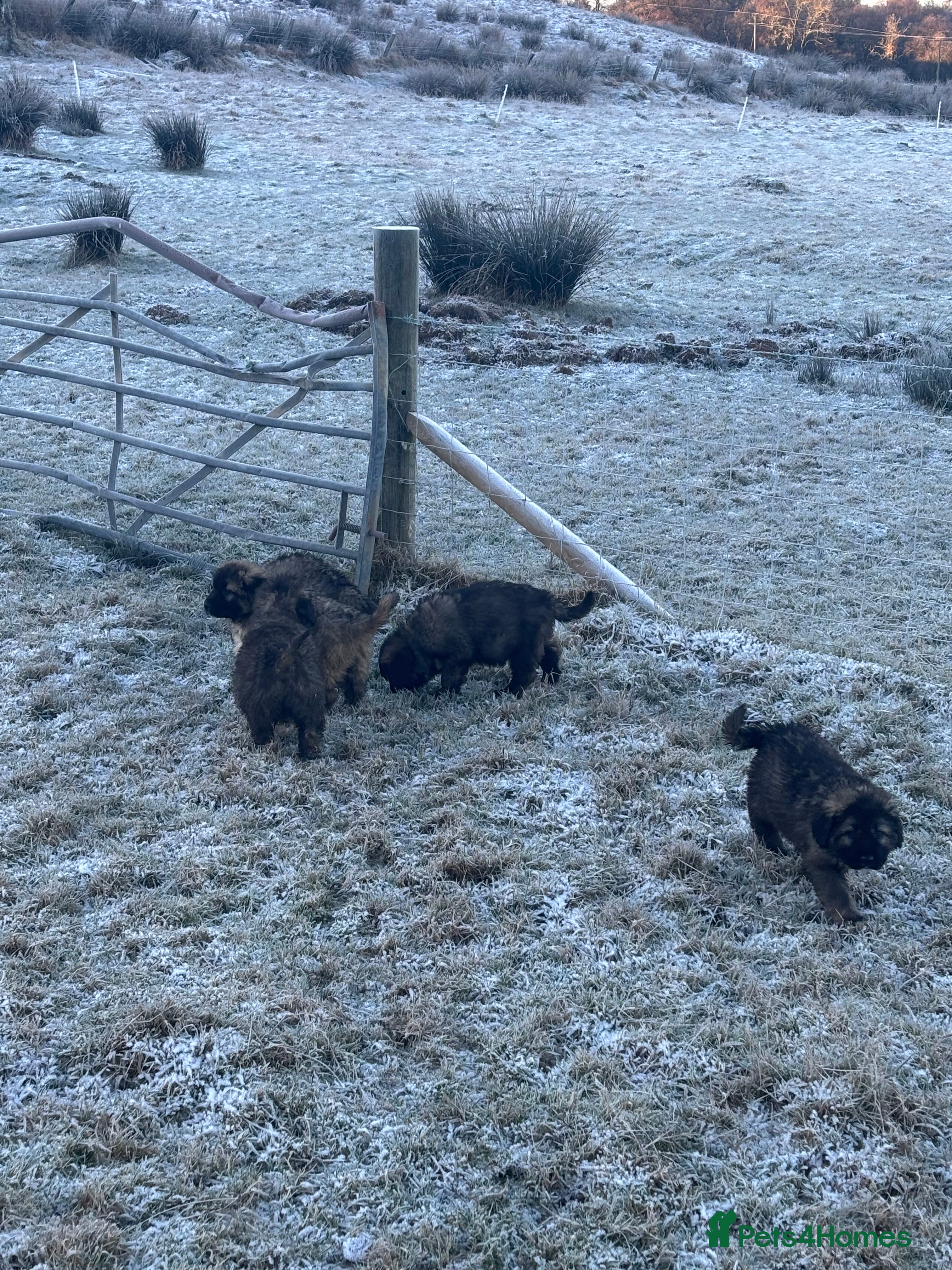 Caucasian Shepherd Dog dogs Caucasian Shepherds  - Advert 10