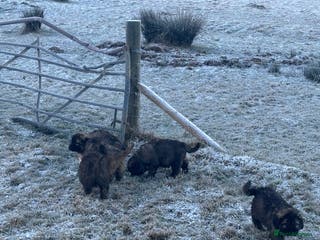 Caucasian Shepherd Dog dogs Caucasian Shepherds - Advert 6