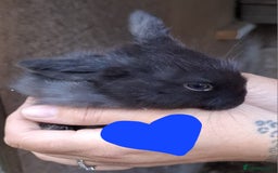 Mini Lop rabbits for sale: 5 baby bunnies for sale  - Image 7