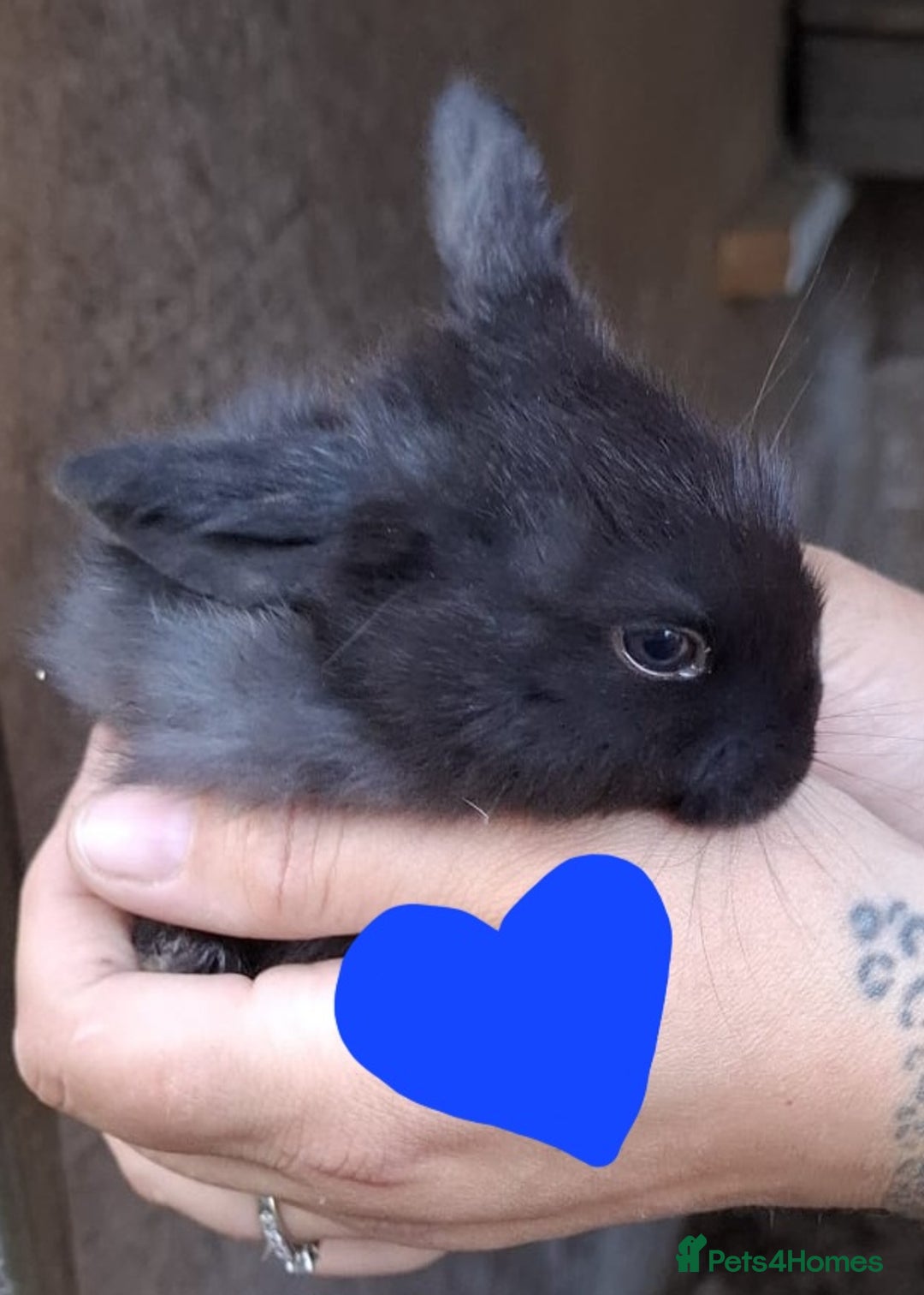 Mini Lop rabbits for sale: 5 baby bunnies for sale  - Image 7