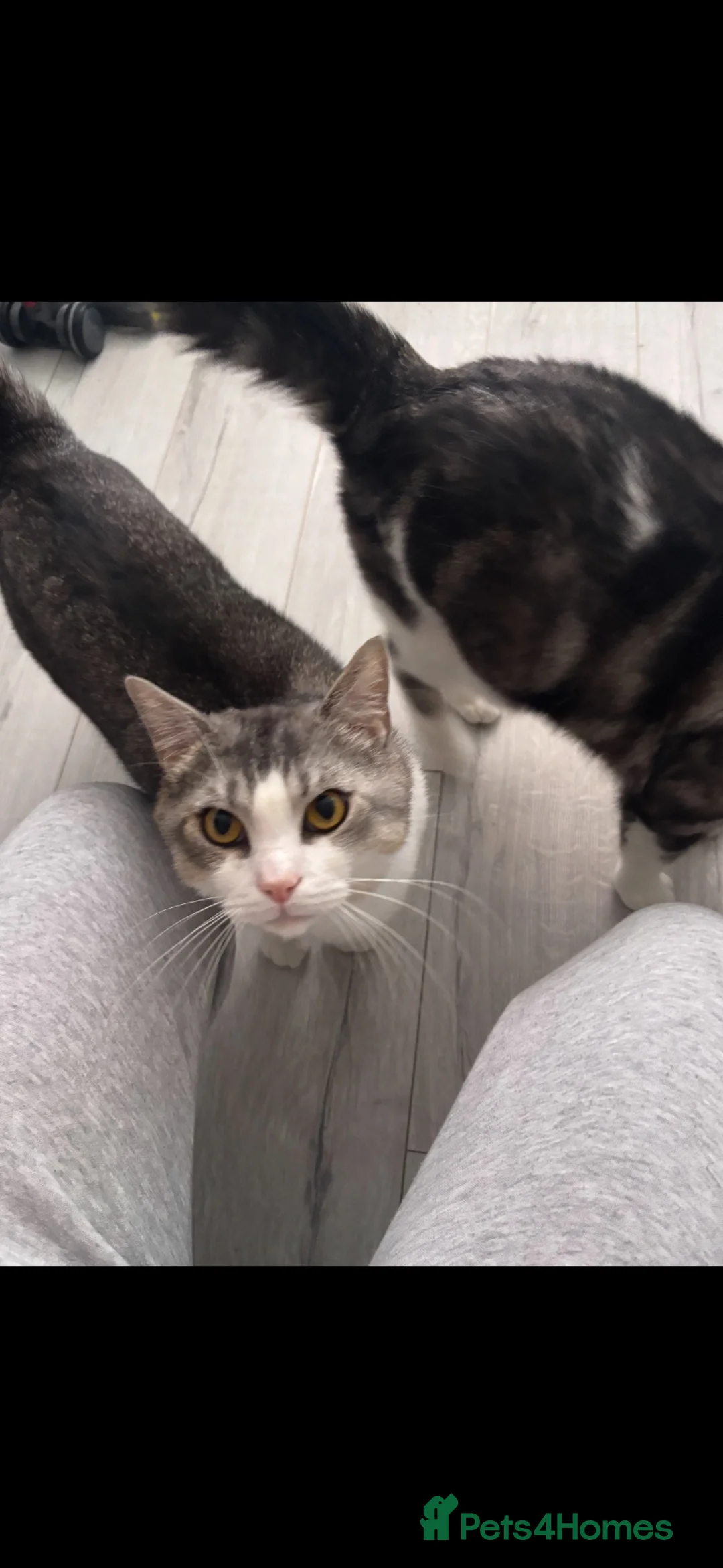 British Shorthair cats for sale: 2 Brothers British shorthair mix desperate to home - Advert 3