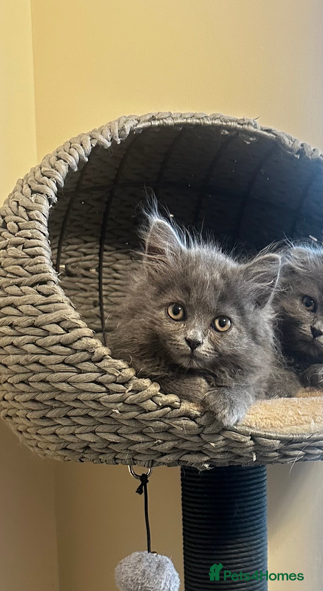 Scottish Fold cats for sale: Cute Scottish kittens READY to go  - Image 19