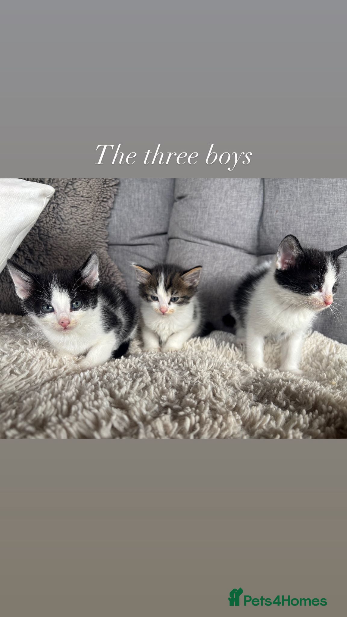Mixed Breed cats for sale: BEAUTIFUL KITTENS FOR SALE!💕 in Sandbach - Advert 1