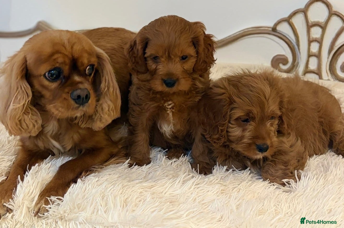 Cavapoo dogs F1 beautiful red cavapoo puppies Family raised - Advert 2