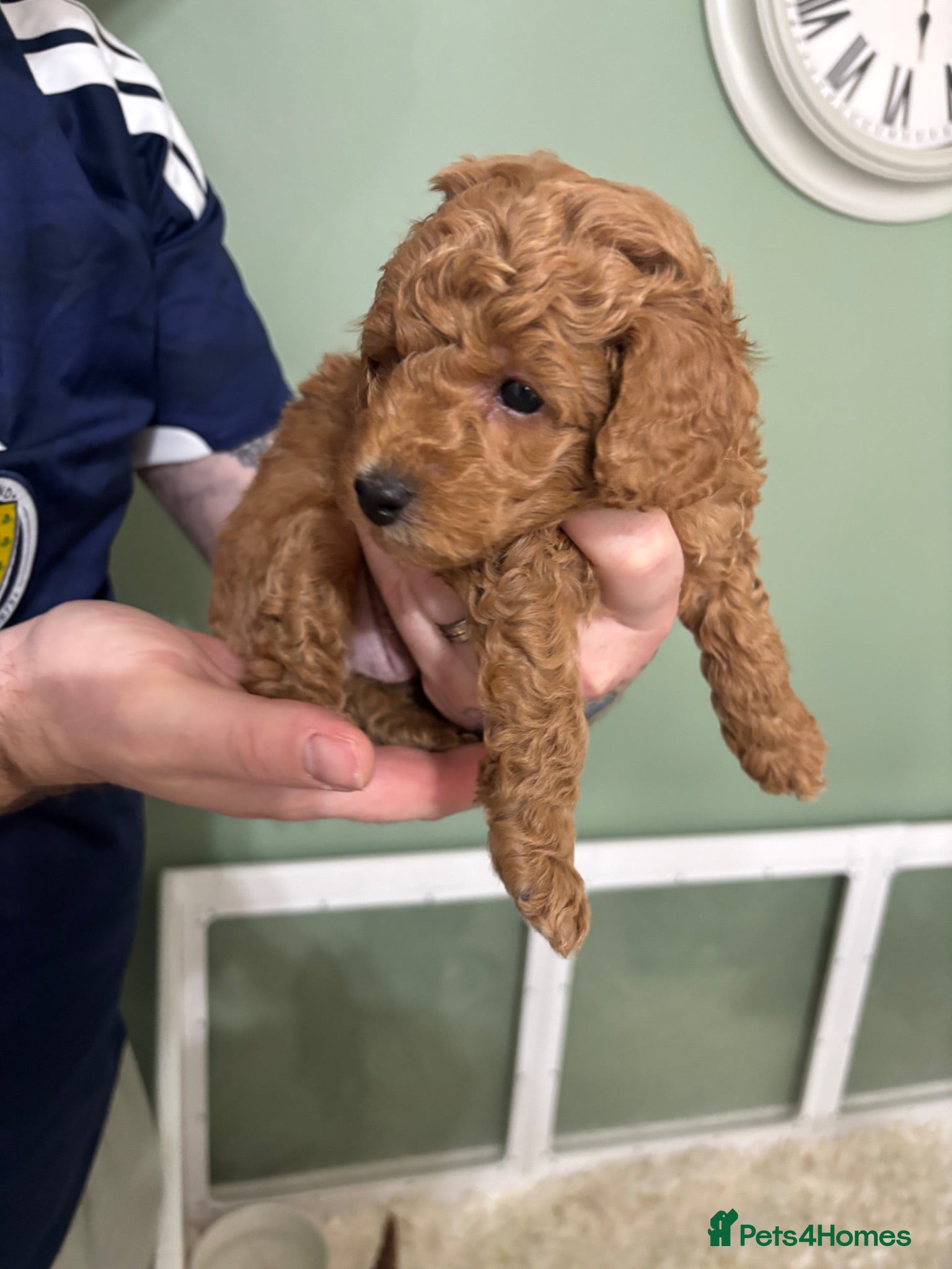 Toy Poodle dogs Toy poodle puppies 🐩 - Advert 17