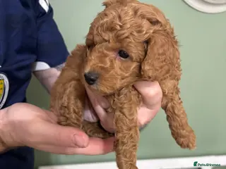Toy Poodle dogs Toy poodle puppies 🐩 - Advert 2