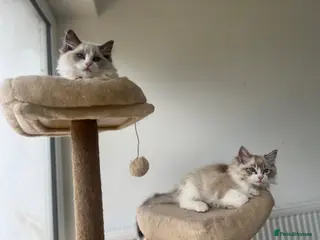 Ragdoll cats Ready Now-Registered GCCF Ragdoll Kittens pedigree - Advert 8