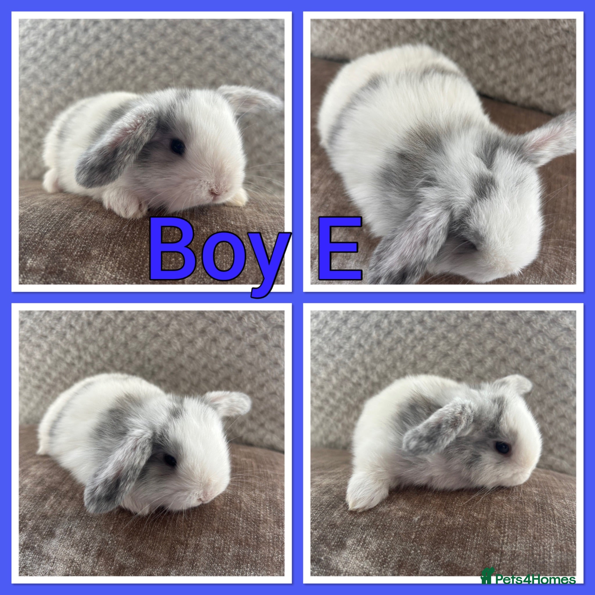 Mini Lop rabbits Pure Mini Lop babies  - Advert 1