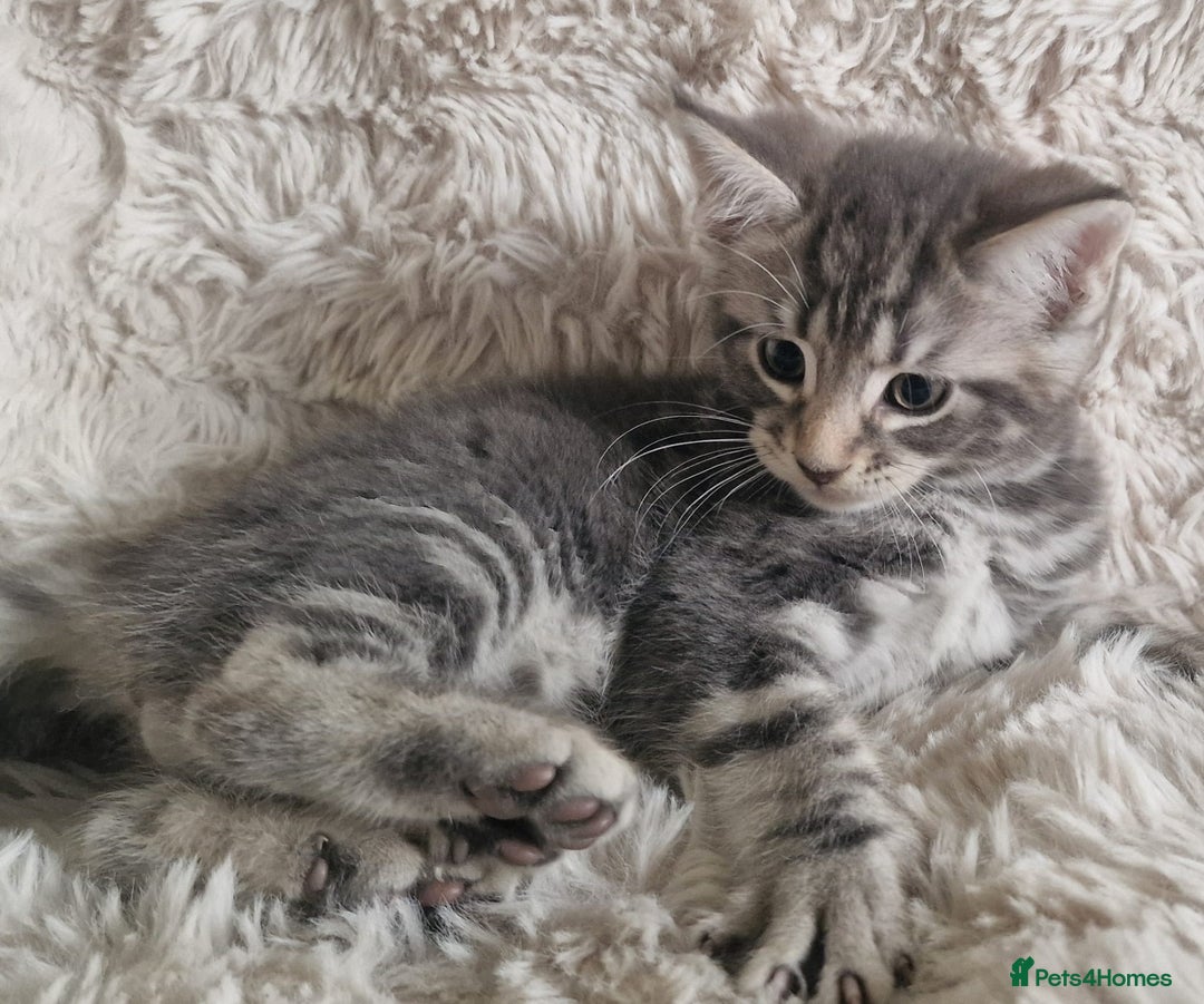 Maine Coon cats for sale: MAINE COONE KITTENS POLYDACTYL&NON POLYDACTYL   - Advert 9