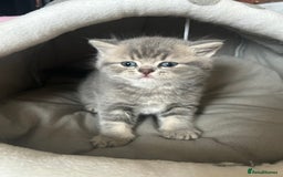 Scottish Fold cats for sale: Pure breed SCOTTISH FOLD - Image 5