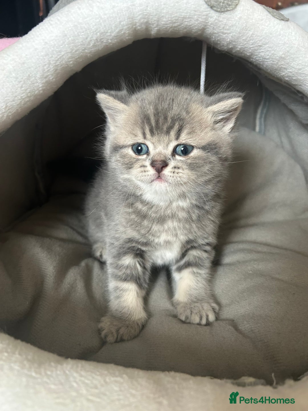 Scottish Fold cats for sale: Pure breed SCOTTISH FOLD - Image 5