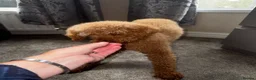 Toy Poodle dogs for sale: Pumpkin our beautiful toy poodle  - Advert 6