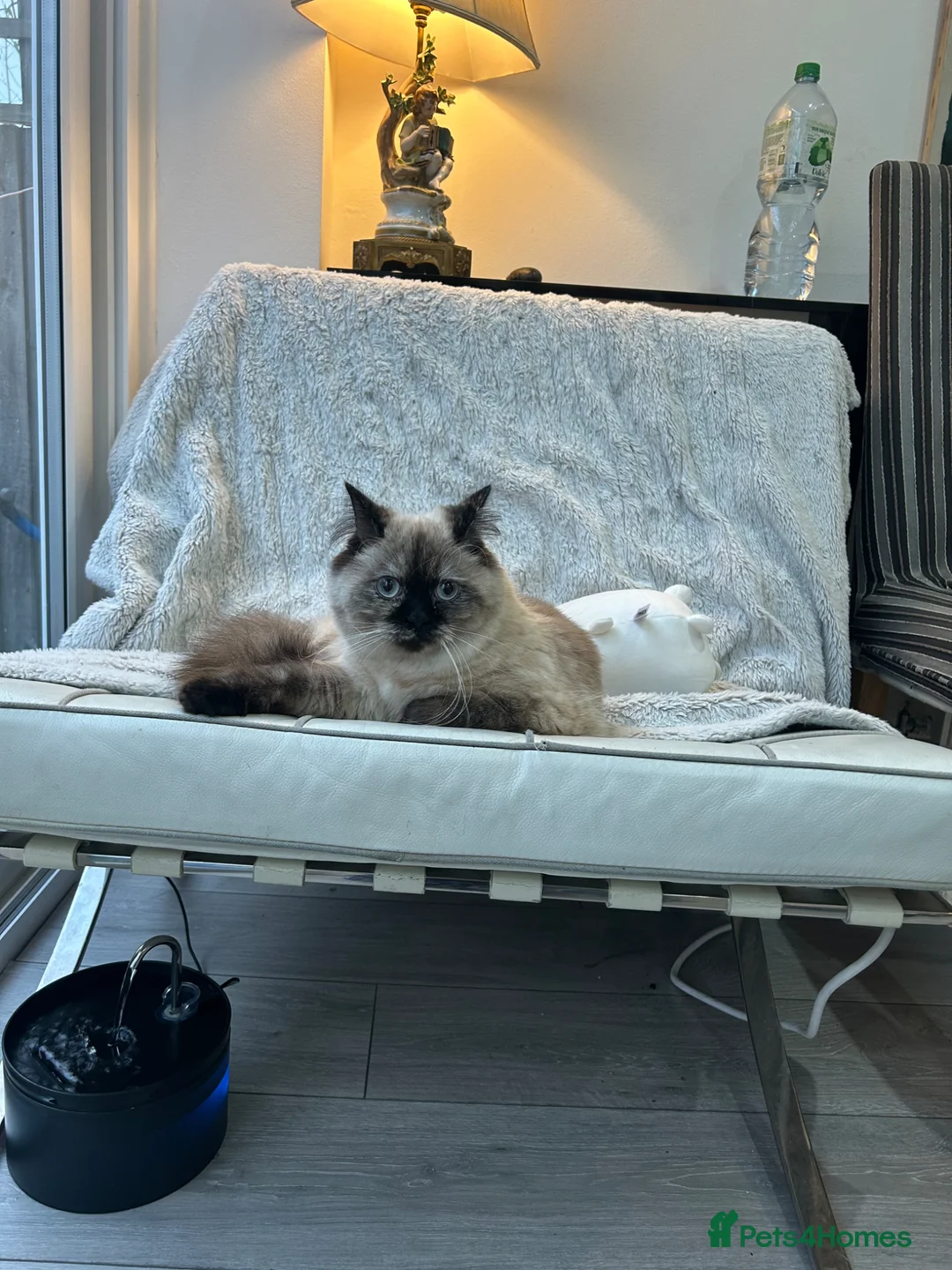 Persian cats for sale: Stunning Persian kitten for sale  - Advert 13