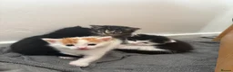 Mixed Breed cats for sale: Kitten in Wakefield - Advert 3