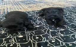 Miniature Schnauzer dogs for sale: KC Registered Black Miniature Schnauzer Pups  - Image 6