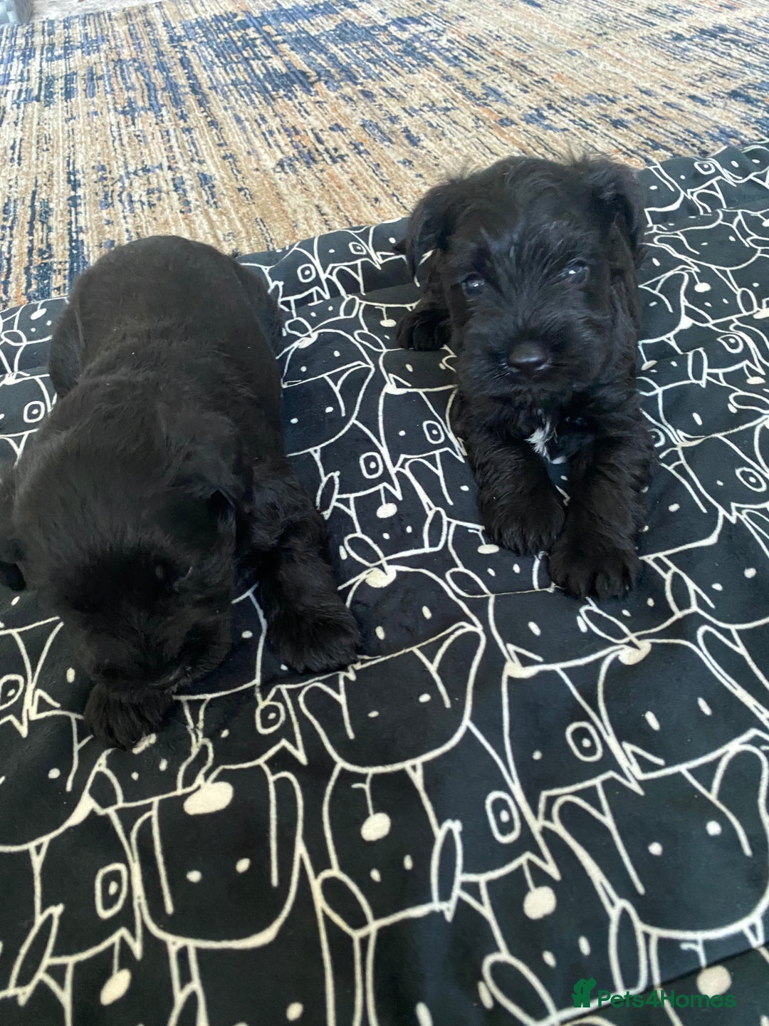Miniature Schnauzer dogs for sale: KC Registered Black Miniature Schnauzer Pups  - Image 6