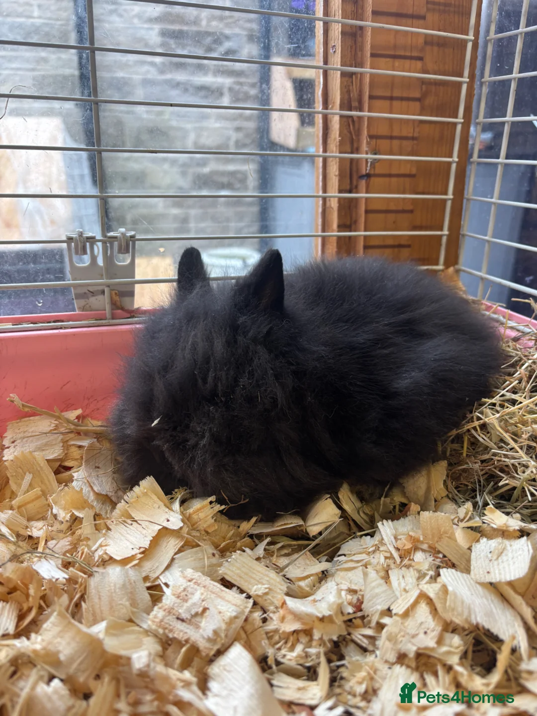 Mixed Breed rabbits for sale: Ready 8weeks old x3female Double Maned Lionhead - Advert 2