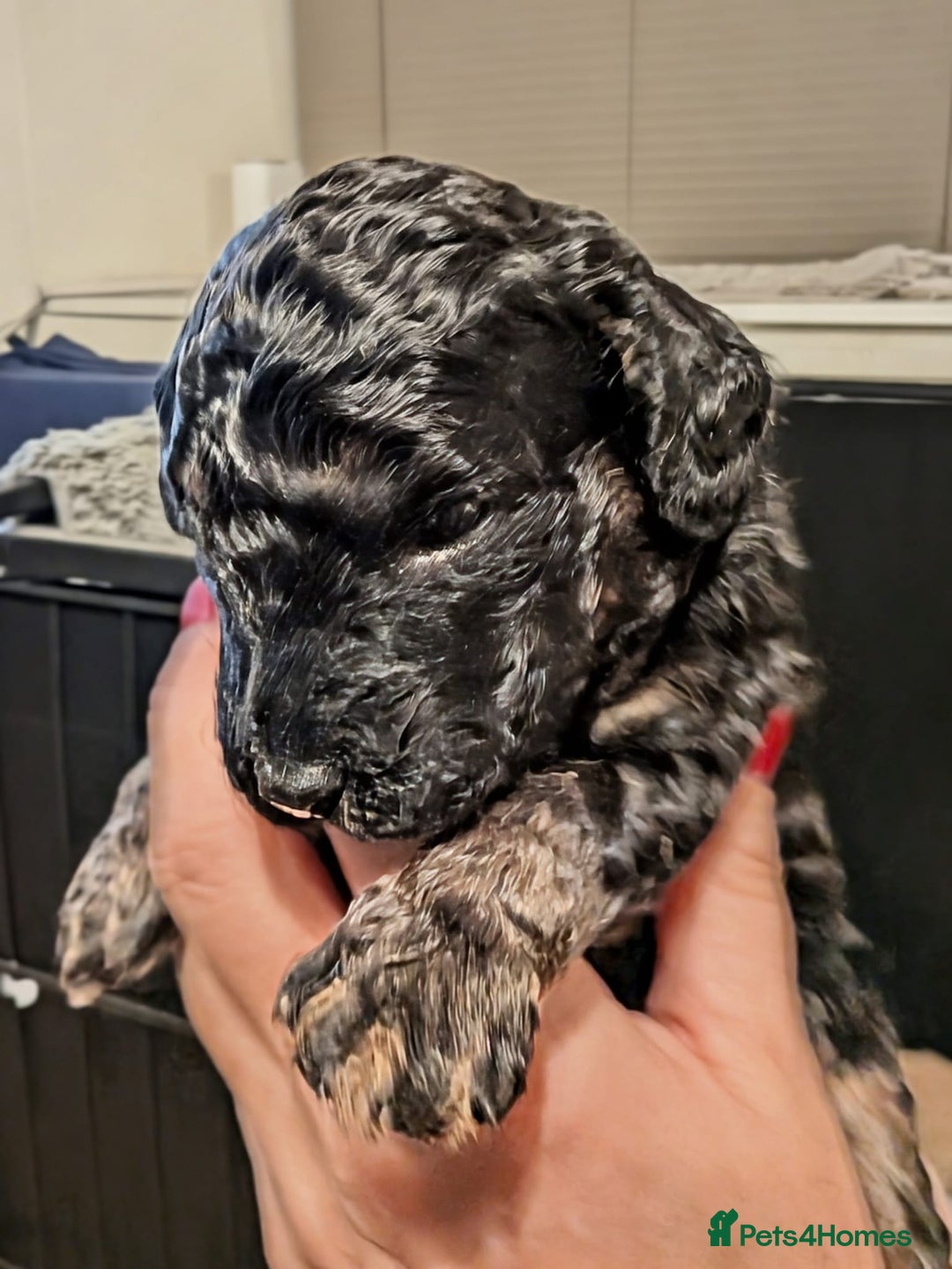 Mixed Breed dogs for sale: F1B Ttoodle Puppies  - Advert 10