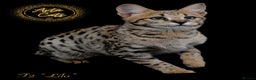 Savannah cats for sale: Stunning F2 Savannah girls - Advert 13