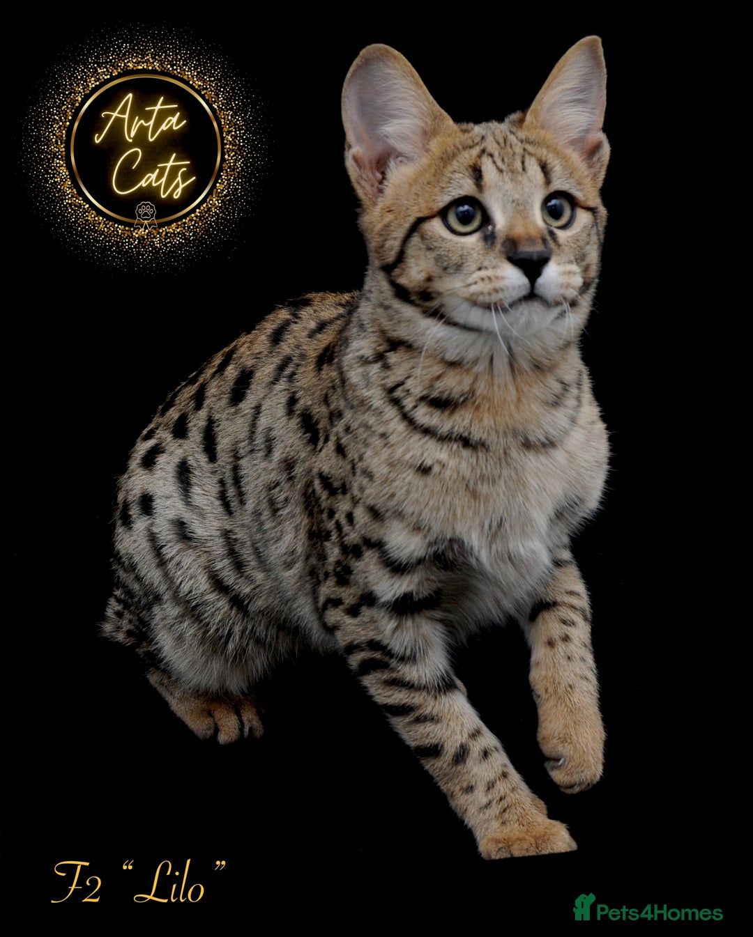 Savannah cats for sale: Stunning F2 Savannah girls - Advert 13