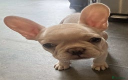 French Bulldog dogs for sale: Beautiful non kc female  - Image 20