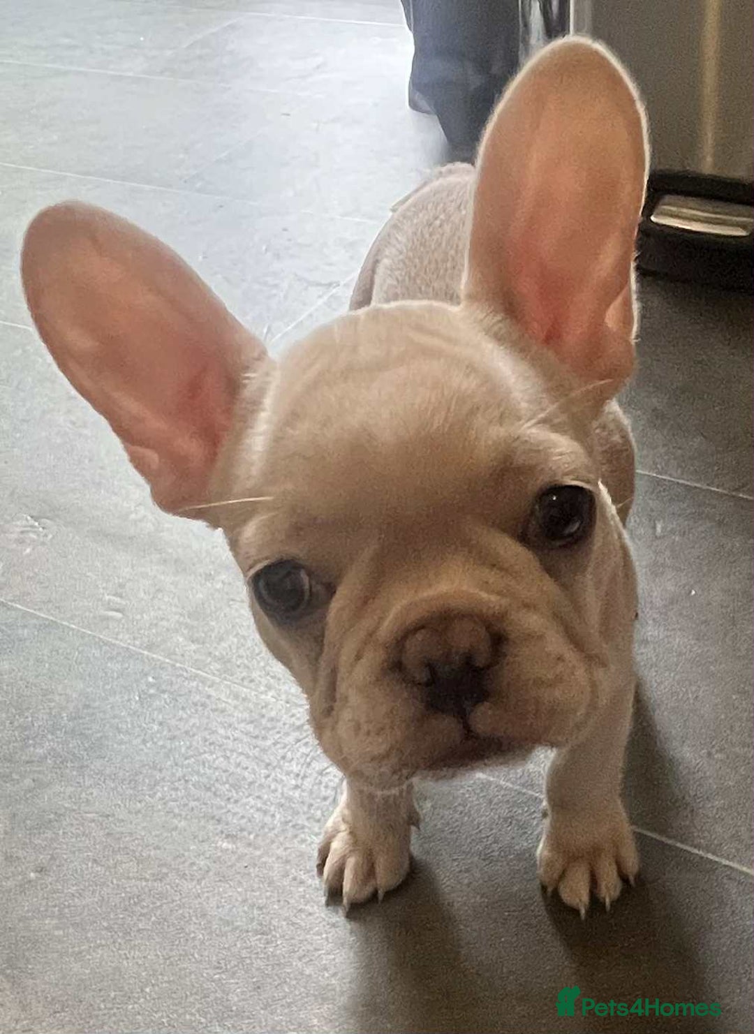 French Bulldog dogs for sale: Beautiful non kc female  - Image 20