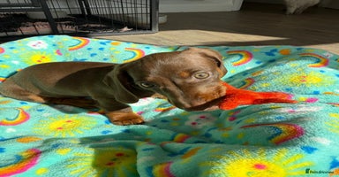 Dachshund dogs - Advert 3