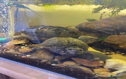 Turtle reptiles for sale: 2 male turtles and set up  - Image 4