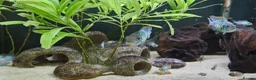 Cichlids fish for sale: Electric Blue Acara for sale - Advert 3