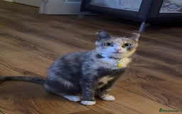 Mixed Breed cats for sale: Sweet kittens 😻 - Image 15